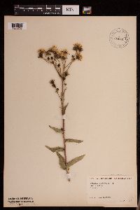 Sonchus oleraceus image