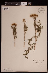Tanacetum vulgare image