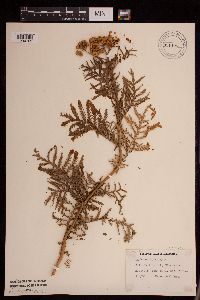 Tanacetum vulgare image