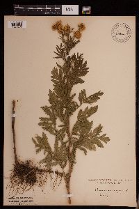 Tanacetum vulgare image