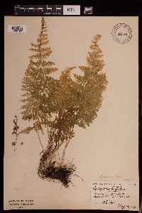 Media resource of Cystopteris bulbifera