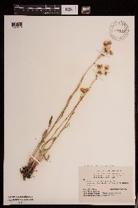 Packera neomexicana image