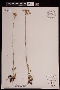 Tephroseris palustris image
