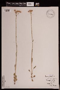 Tephroseris palustris image