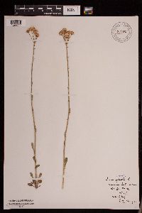 Tephroseris palustris image