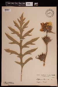 Silphium laciniatum image