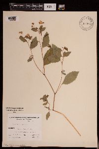 Impatiens capensis image
