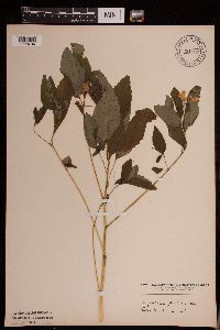 Impatiens pallida image