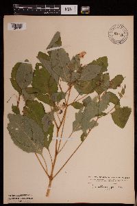 Impatiens pallida image