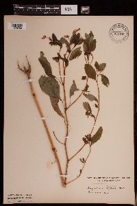 Impatiens capensis image