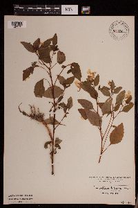 Impatiens capensis image