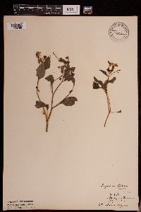 Impatiens capensis image