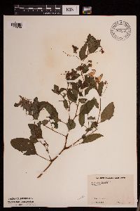 Impatiens capensis image