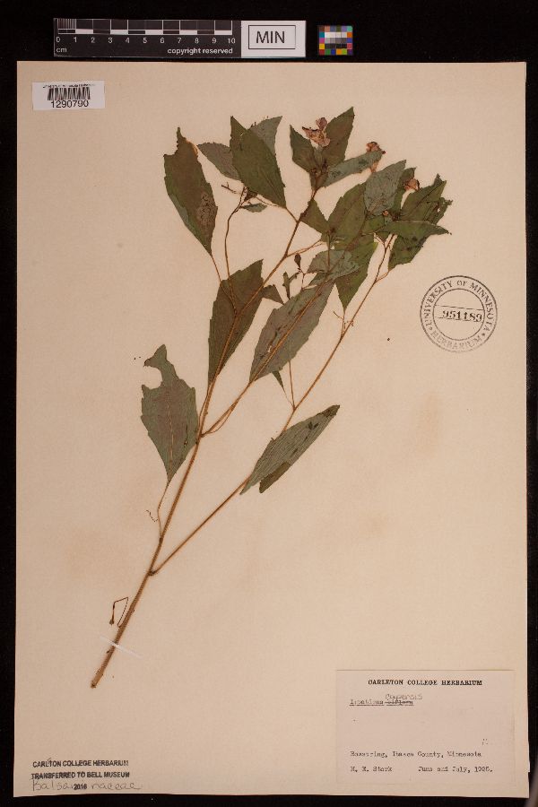 Impatiens capensis image