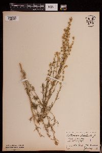 Artemisia michauxiana image