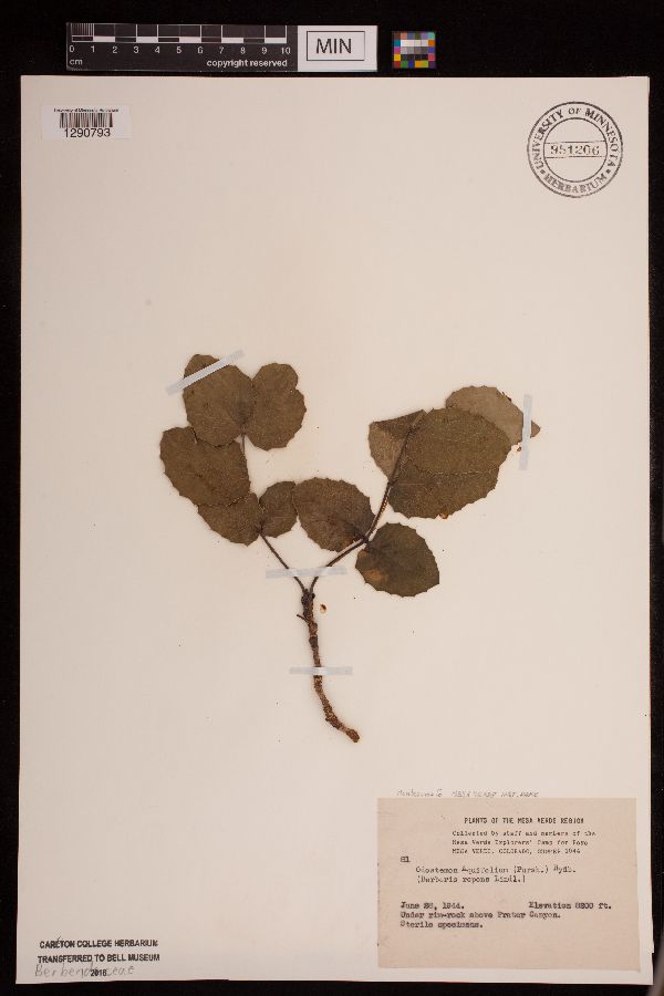 Berberis repens image
