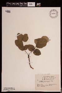 Image Associated With the Occurrence