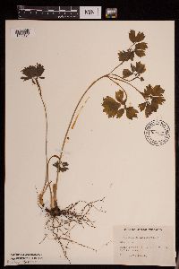 Caulophyllum thalictroides image