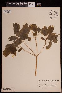 Caulophyllum thalictroides image