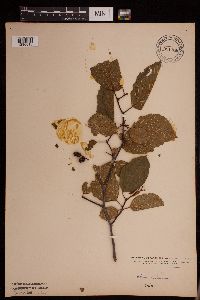 Image Associated With the Occurence