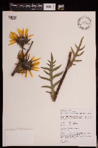 Silphium laciniatum image