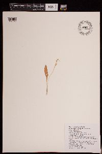 Media resource of Malaxis monophyllos