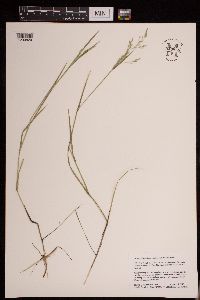 Torreyochloa pallida var. fernaldii image