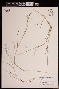 Torreyochloa pallida var. fernaldii image