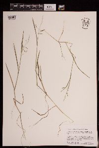 Torreyochloa pallida var. fernaldii image