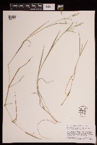 Torreyochloa pallida var. fernaldii image