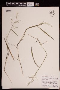 Torreyochloa pallida var. fernaldii image