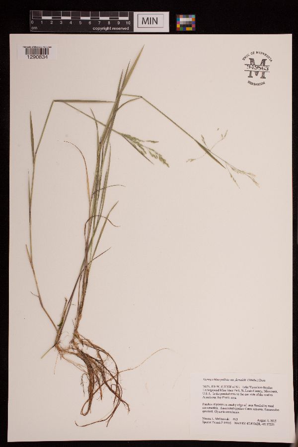 Torreyochloa pallida var. fernaldii image