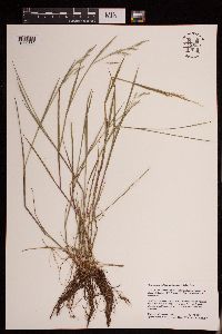 Torreyochloa pallida var. fernaldii image