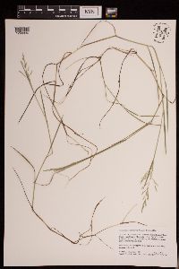 Torreyochloa pallida var. fernaldii image