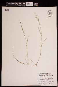 Torreyochloa pallida var. fernaldii image