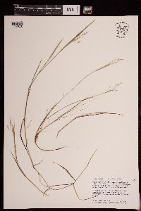 Torreyochloa pallida var. fernaldii image