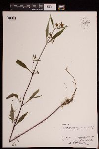 Bidens tripartita image