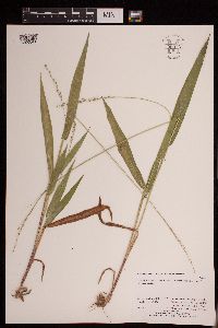 Dichanthelium xanthophysum image