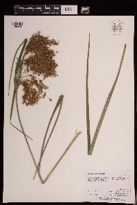 Scirpus pedicellatus image