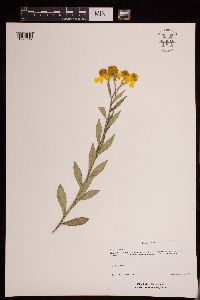 Helenium autumnale image