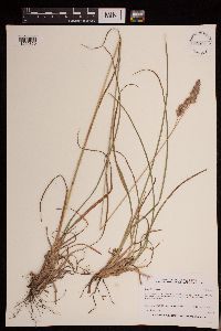 Dactylis glomerata image