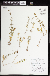 Sedum sarmentosum image