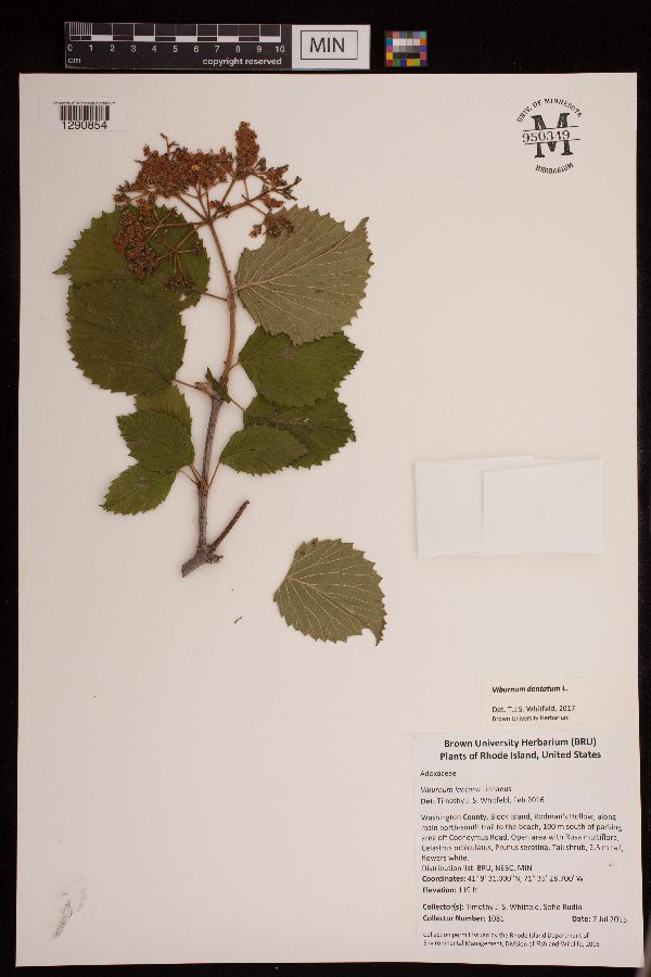 Viburnum dentatum image