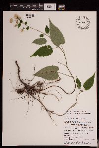 Eurybia divaricata image