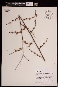 Media resource of Ulmus pumila