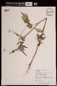 Torilis japonica image