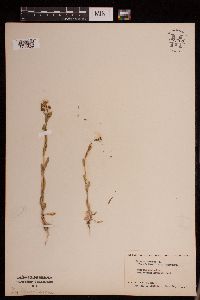 Image of Thlaspi arvense