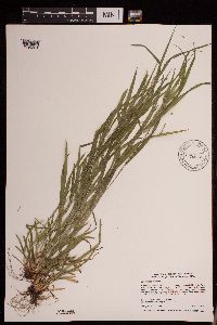 Carex grisea image