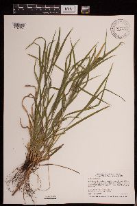 Carex grisea image