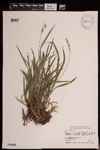 Carex hirtifolia image